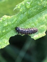 Trirhabda canadensis
