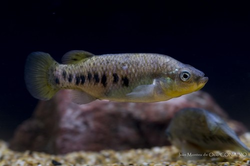 Rainbow Characodon