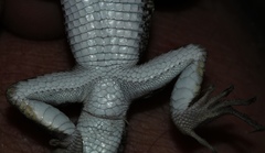 Pedioplanis laticeps