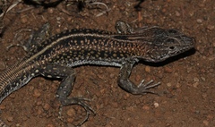 Pedioplanis laticeps
