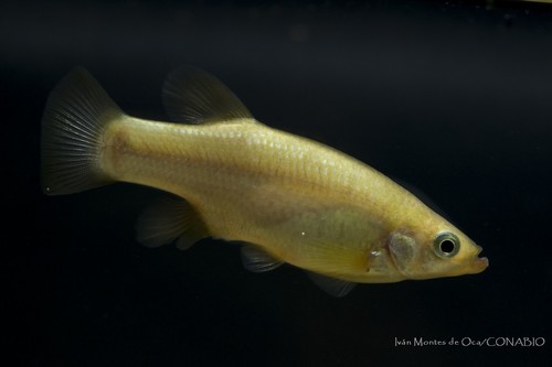 Blackfin Goodea
