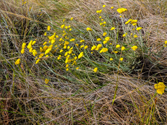Helichrysum subglomeratum