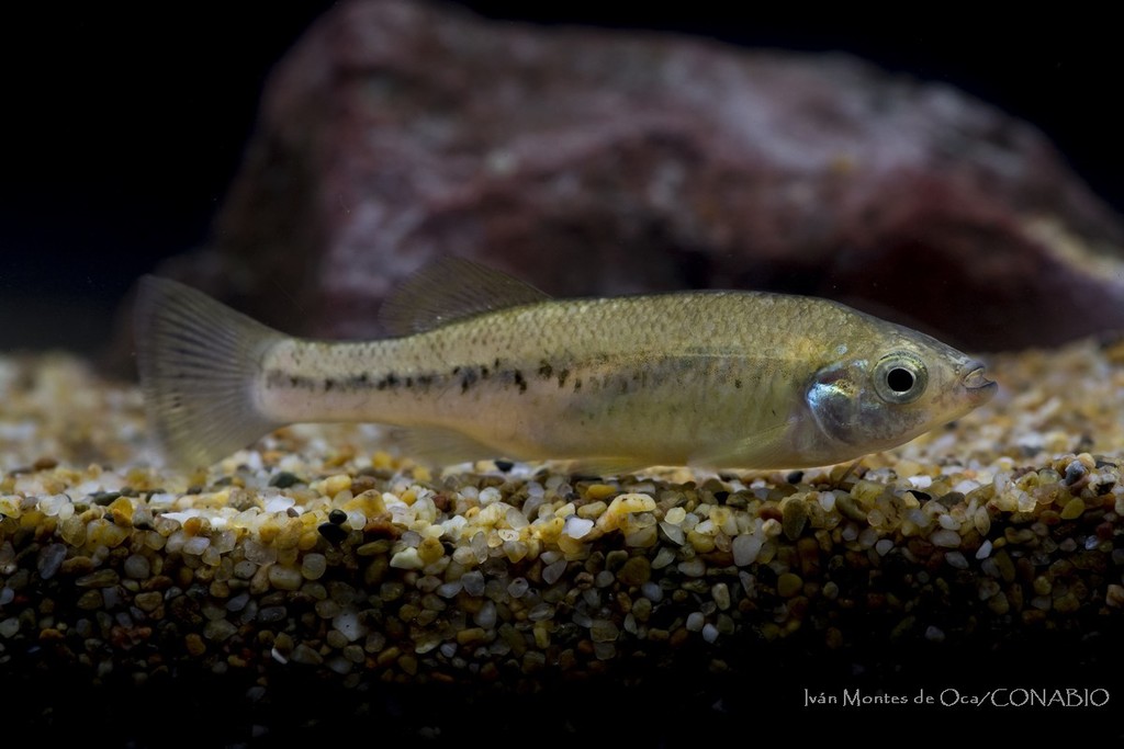 Ilyodon cortesae
