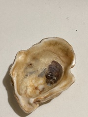 Crassostrea
