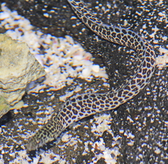 Gymnothorax pictus