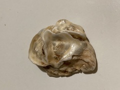 Crassostrea