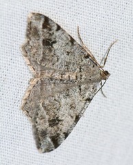 Macaria pinistrobata