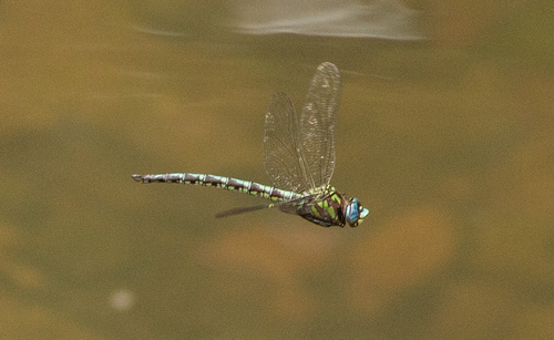 Cyrano Darner photographed in Alabama