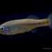 Goldbreast Splitfin - Photo (c) conabio_bancodeimagenes, some rights reserved (CC BY-NC-ND), uploaded by conabio_bancodeimagenes