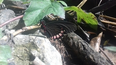 Parides erithalion polyzelus