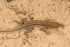 Mesalina adramitana