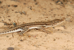 Mesalina adramitana