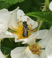 Zadontomerus