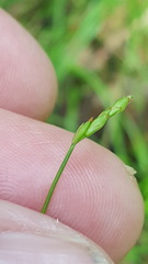 Carex leptalea