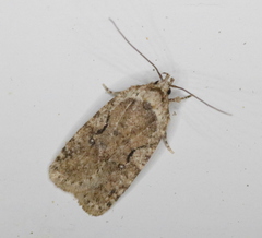 Agonopterix curvilineella