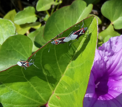 Anochrostomus formosus