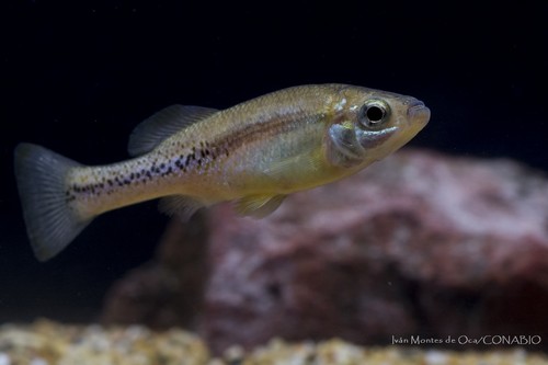 Balsas Splitfin