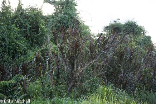 Saccharum officinarum