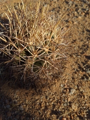 Coryphantha robustispina robustispina