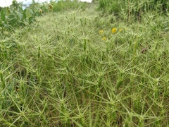 Aegilops biuncialis