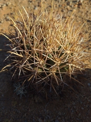 Coryphantha robustispina robustispina