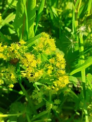 Alchemilla