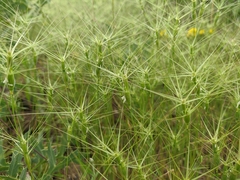 Aegilops biuncialis