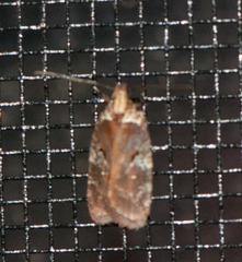Agonopterix lythrella