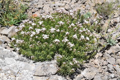 Asperula cretacea