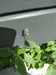 Persicaria longiseta