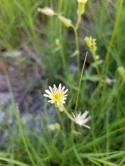 Hypochaeris albiflora