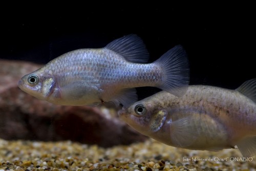 Relict Splitfin