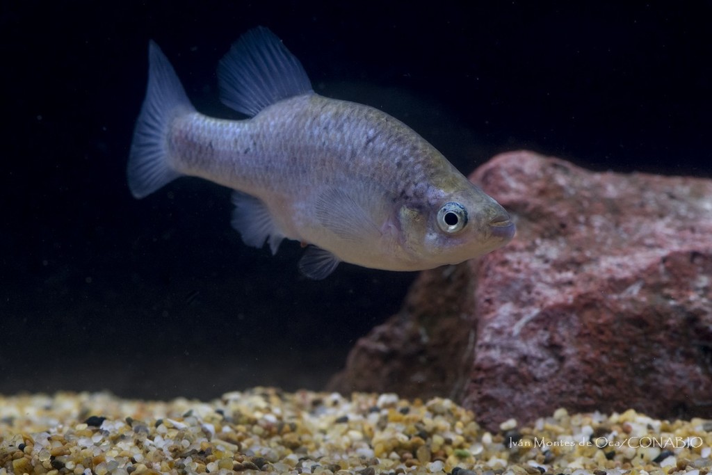 Relict Splitfin