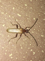 Centrodera decolorata