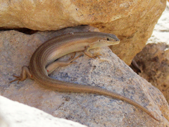 Heremites vittatus