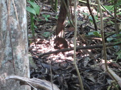 Hypsiprymnodon moschatus