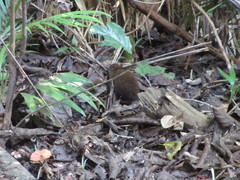 Hypsiprymnodon moschatus