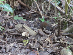 Hypsiprymnodon moschatus