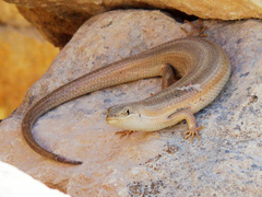 Heremites vittatus