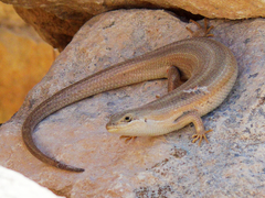 Heremites vittatus