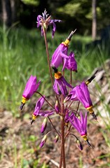 Primula pauciflora cusickii