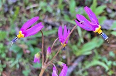 Primula pauciflora cusickii