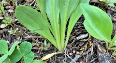 Primula pauciflora cusickii