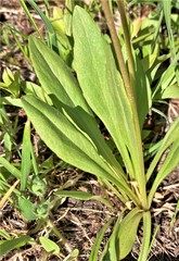 Primula pauciflora cusickii