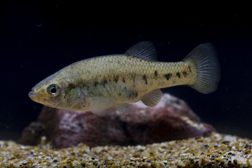 Jeweled Splitfin