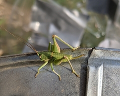 Eremopedes covilleae