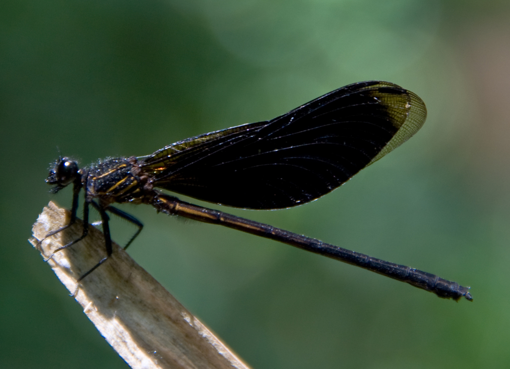 Euphaea masoni