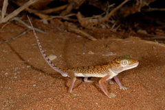 Stenodactylus doriae