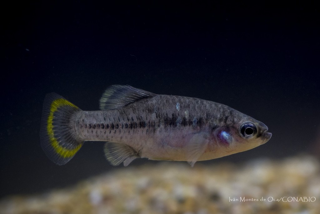 Tequila Splitfin