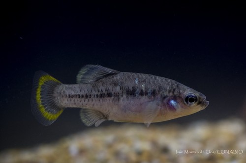 Tequila Splitfin